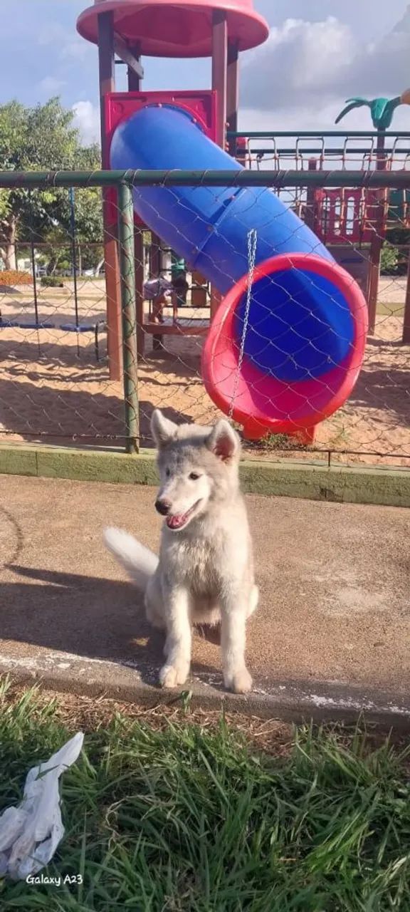 Lindo Husky siberiano  - Foto 6