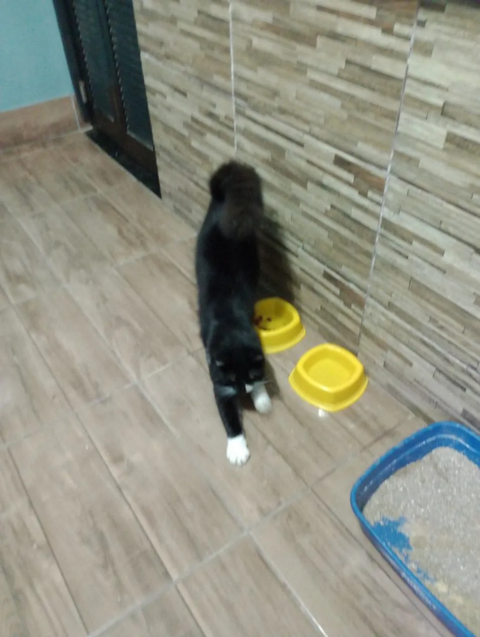 Gato preto e branco