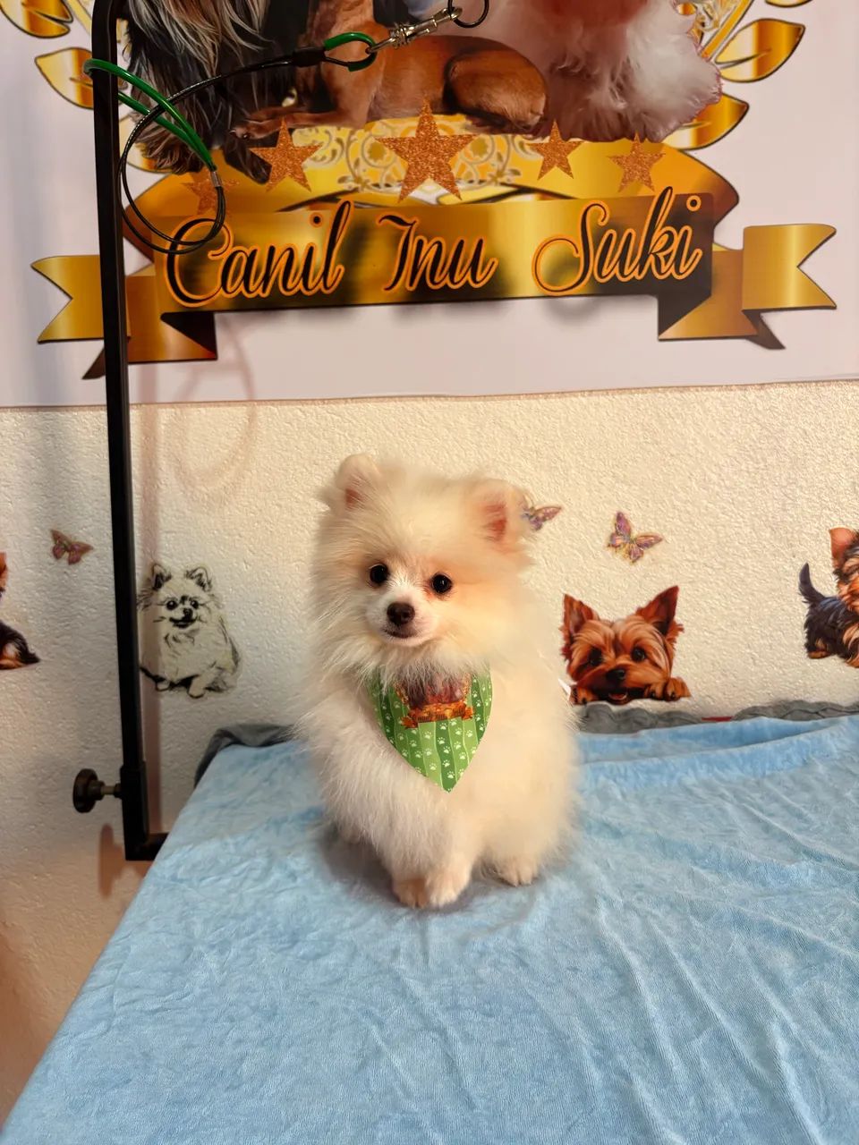 Machinho Spitz Alemão Anão minúsculo com pedigree 