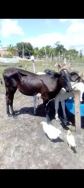 Novilha a venda 2300$ tem conversa - Foto 2