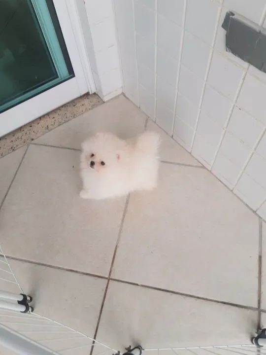 Spitz Alemão anão - Foto 2