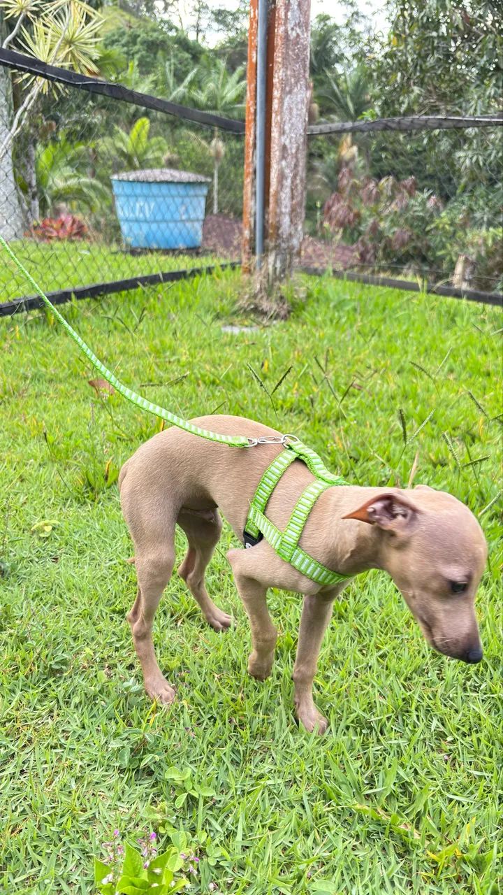 Galgo italiano macho - Foto 4
