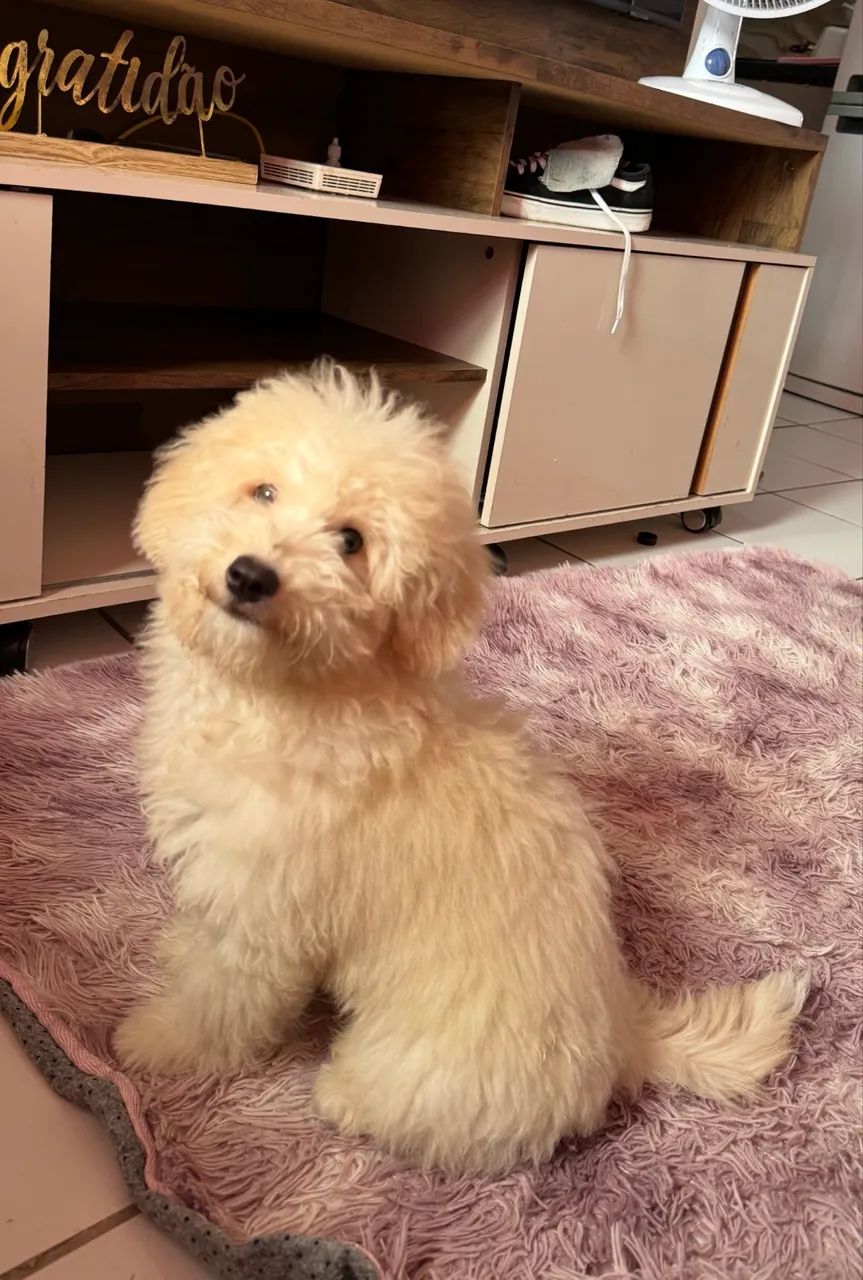 Poodle doação 
