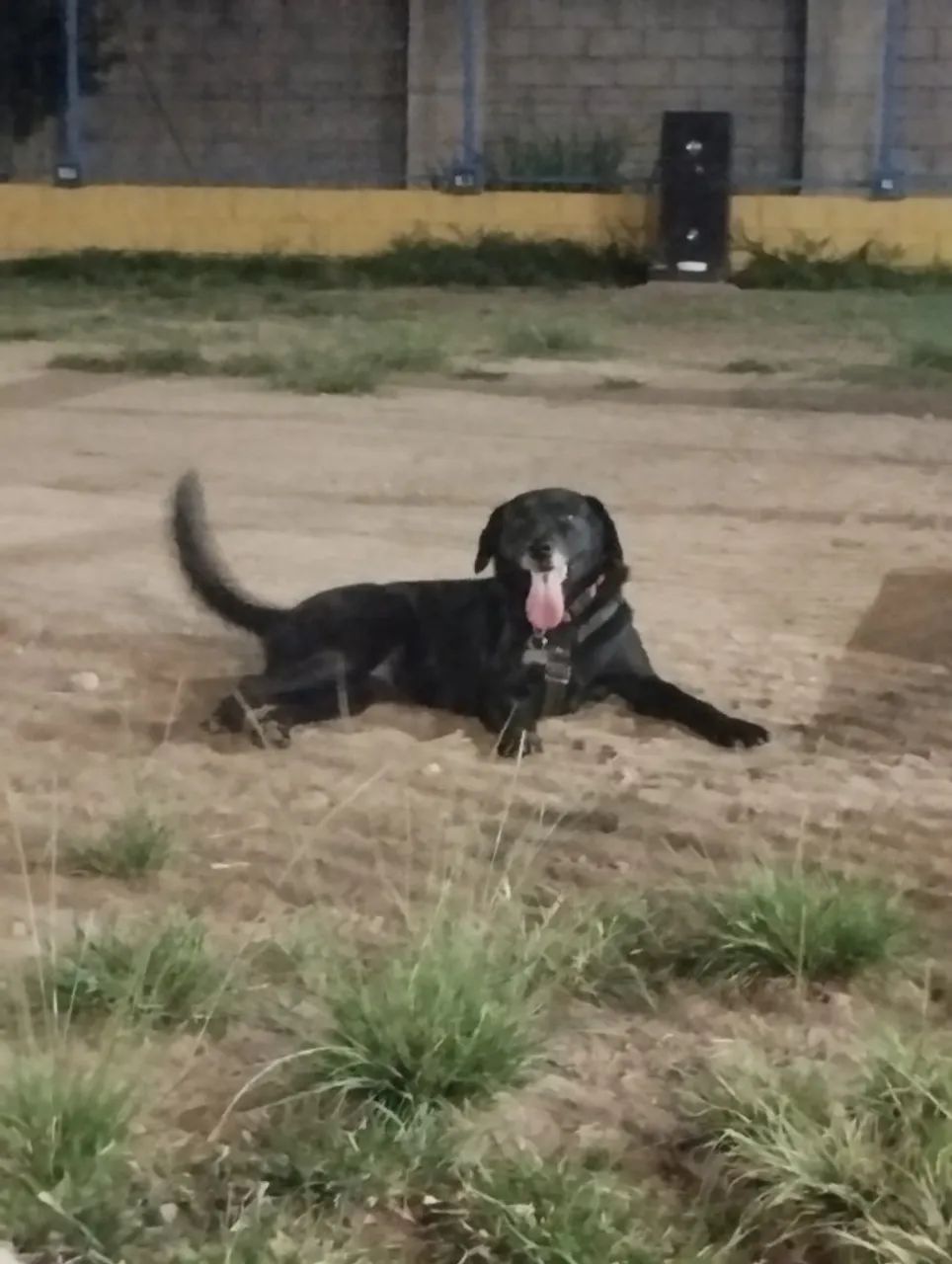 Labrador - Cachorros - Teresópolis, Porto Alegre 1500954737 | OLX