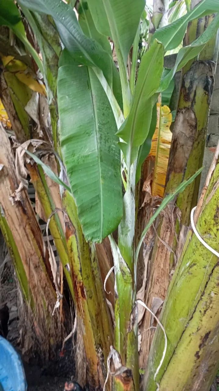 Mudas de banana prata  - Foto 3