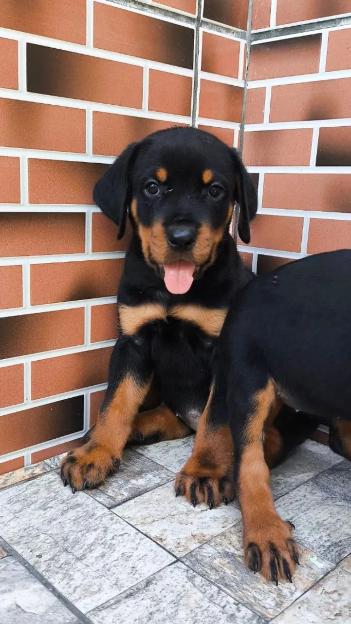 Rottweiler alemão gigante - Foto 2
