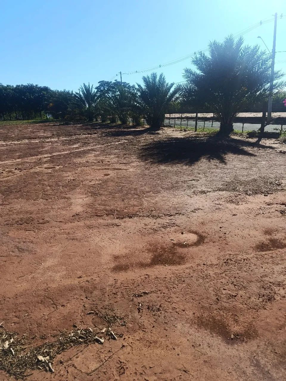Mudas de tamareiras  - Foto 2