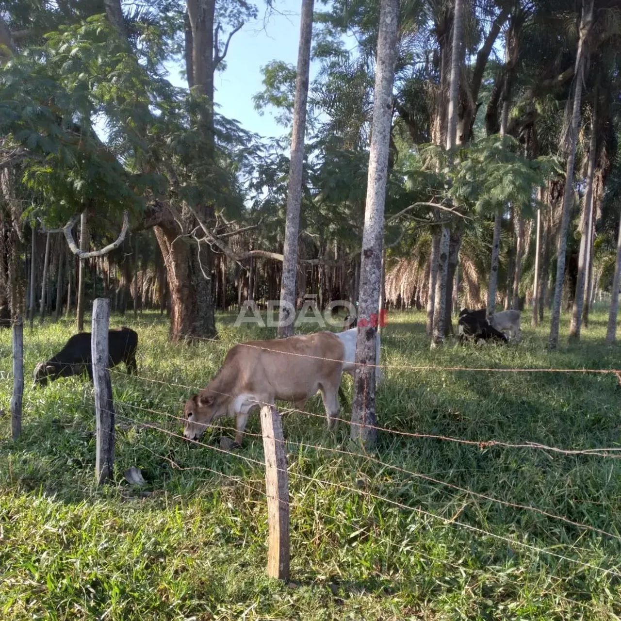 FAZENDA EM GOIÂNIA - GO - Foto 2