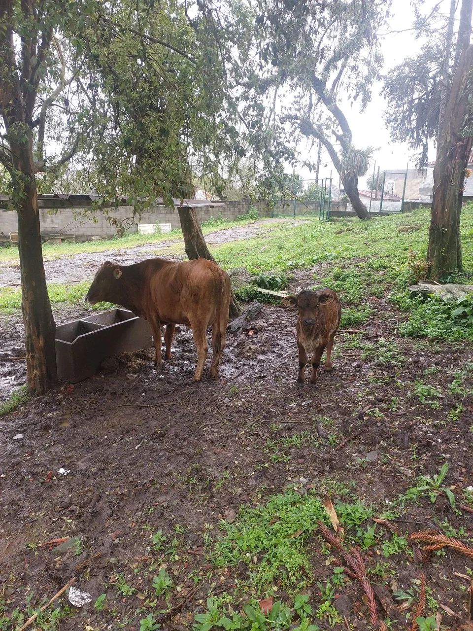 Vaca com bezerra  - Foto 3