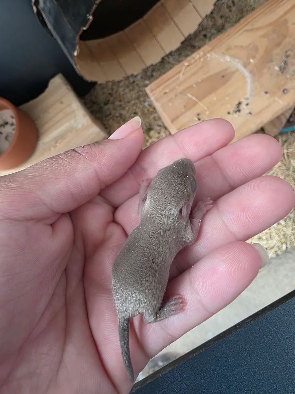 Vendo Gerbil (esquilo da Mongólia) - Foto 4