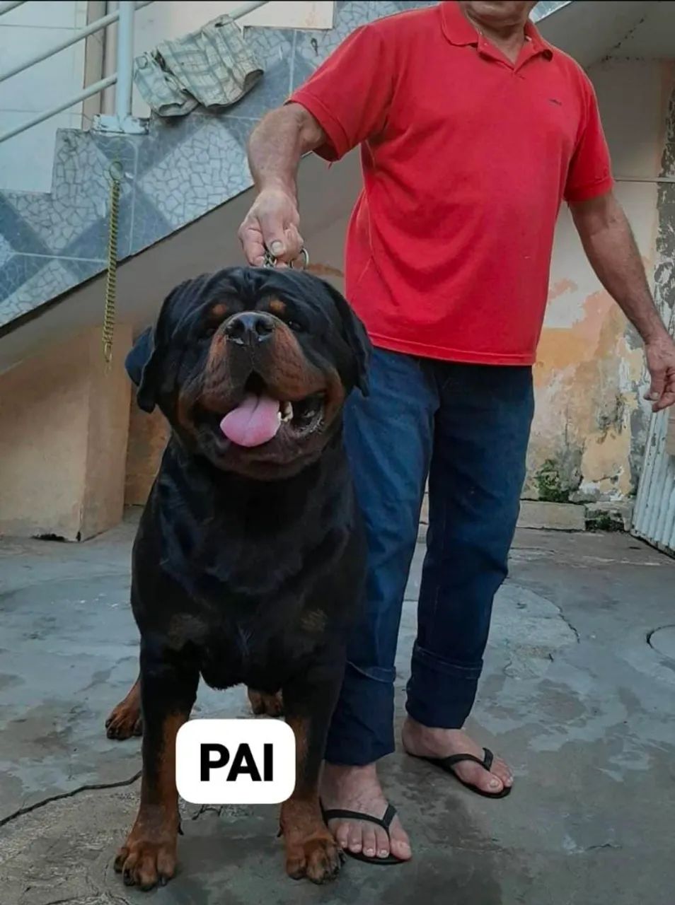 Vendo Rottweiler macho com dez meses, TOP! - Foto 3