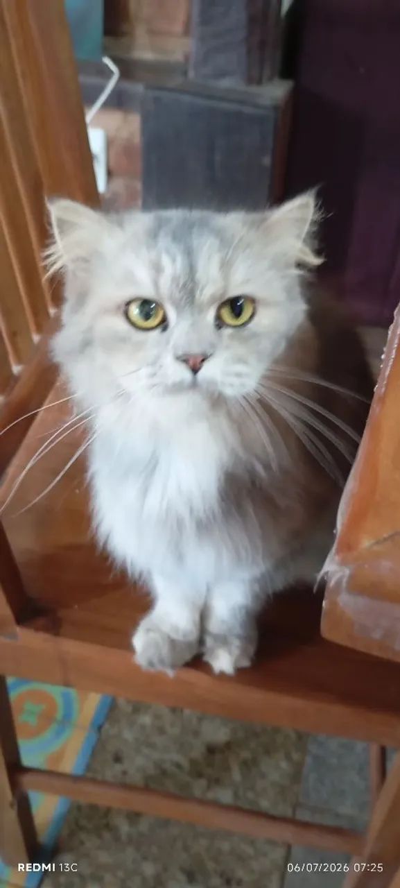 Gata persa