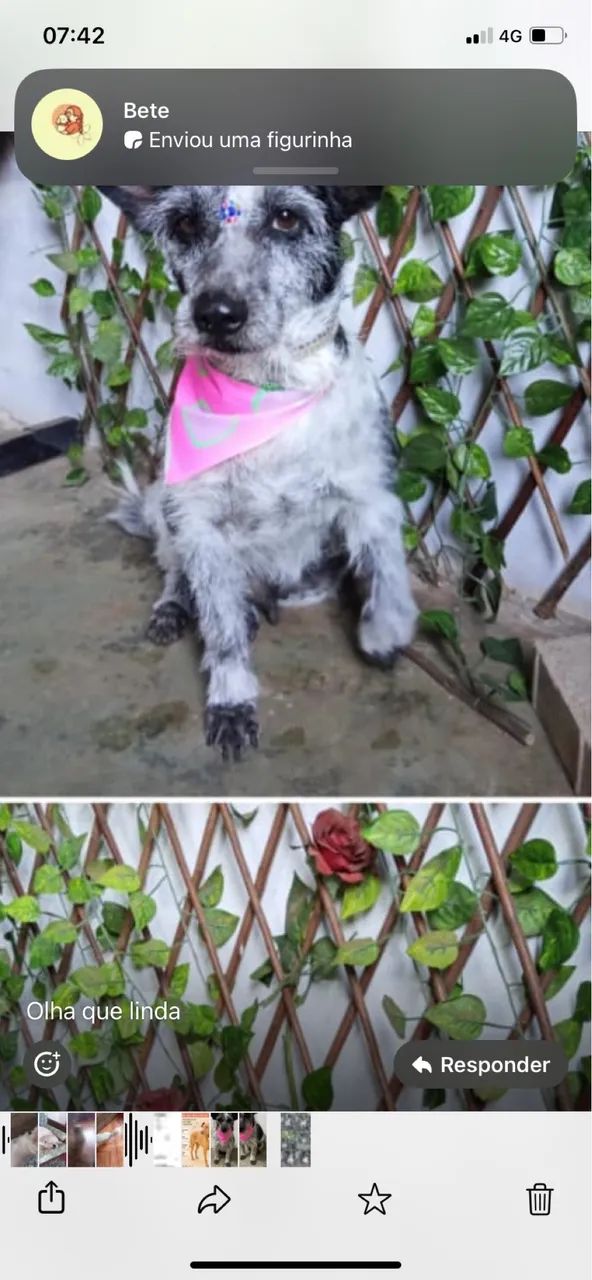 Cachorra  - Foto 2