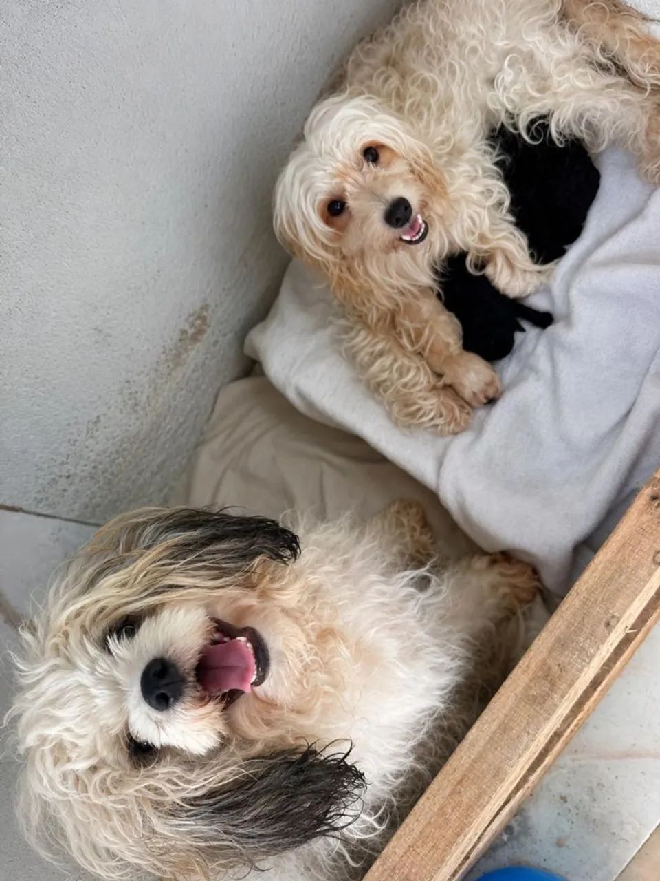 Poodle - Foto 2