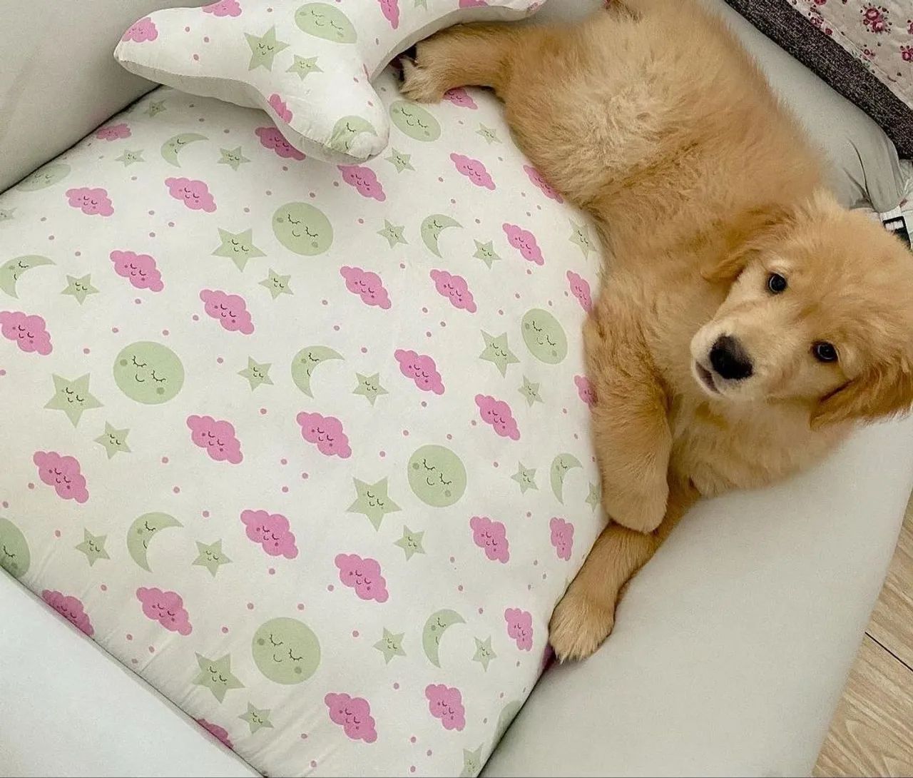 Cama pet fácil de lavar com dois zípers  - Foto 2