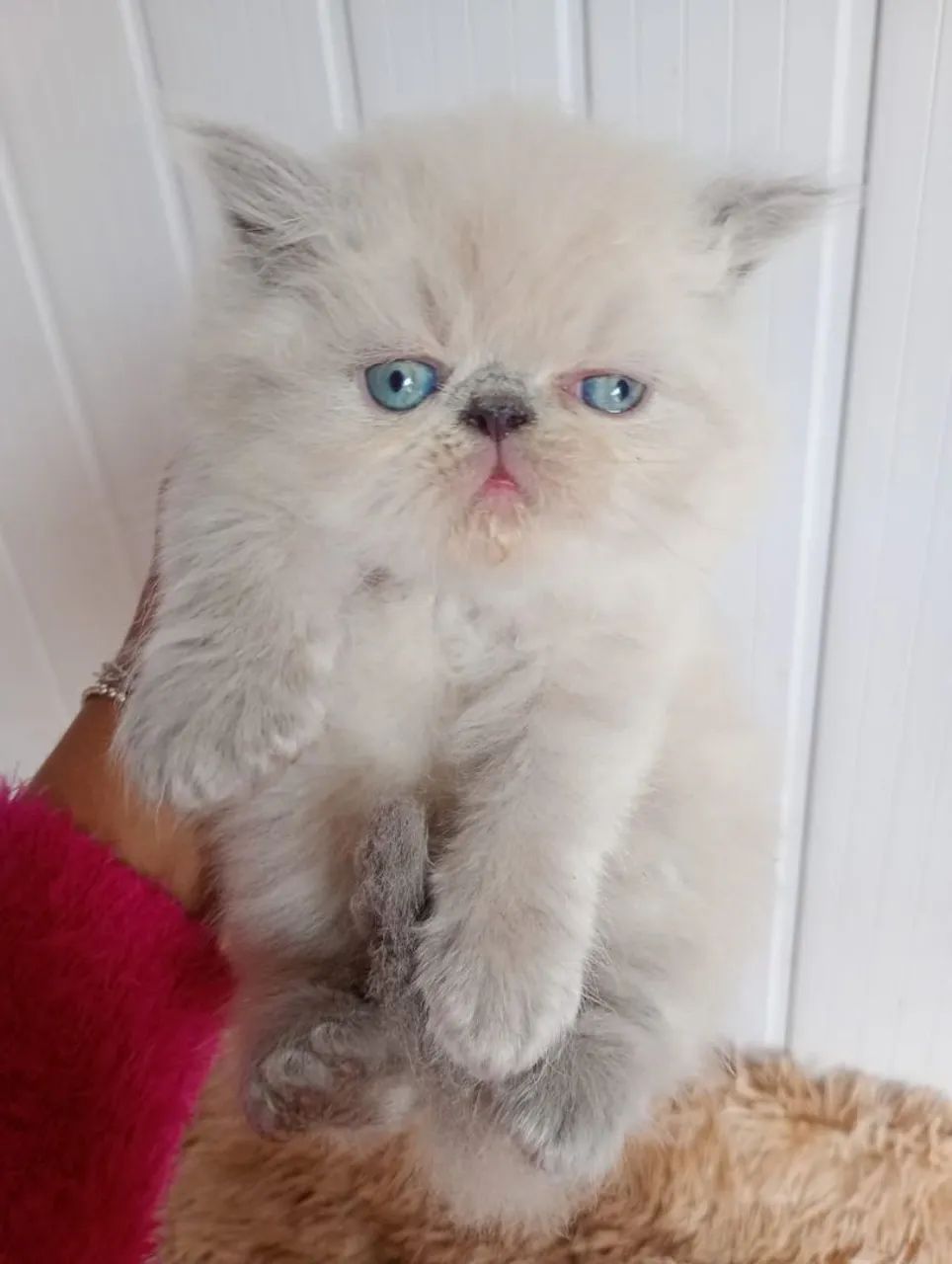 Gatinhos persa himalaio  - Foto 4