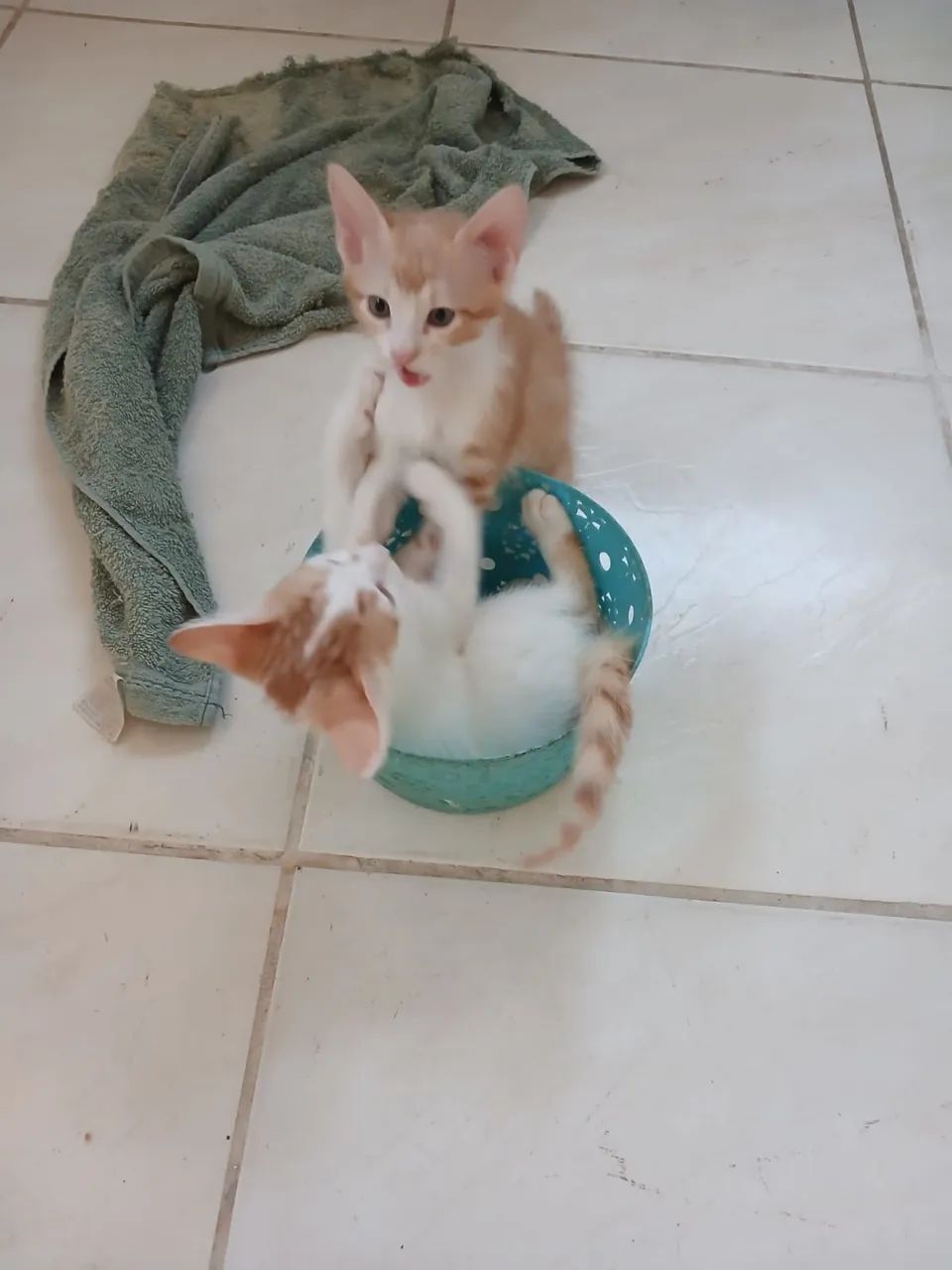 Doação  - Foto 2