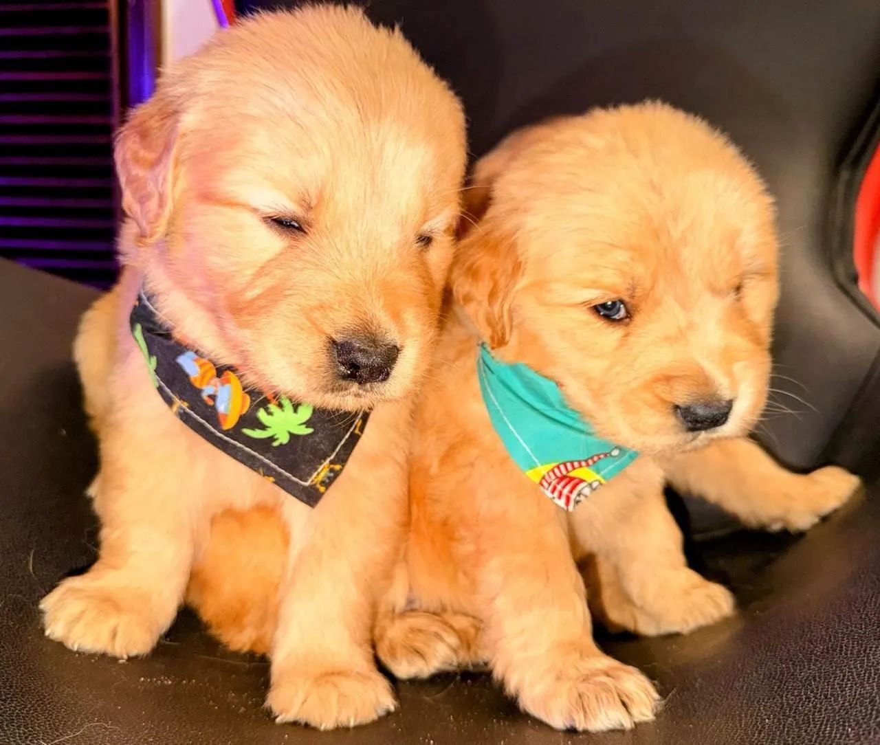 Golden Retriever, microchipados e pais com pedigree  - Foto 2