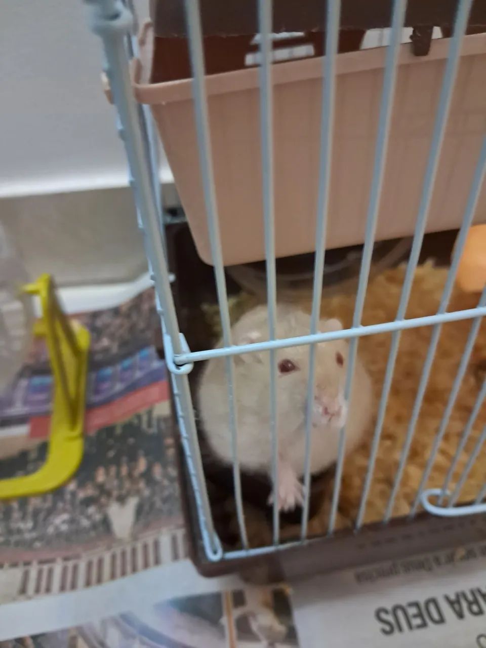 Pet - Foto 2