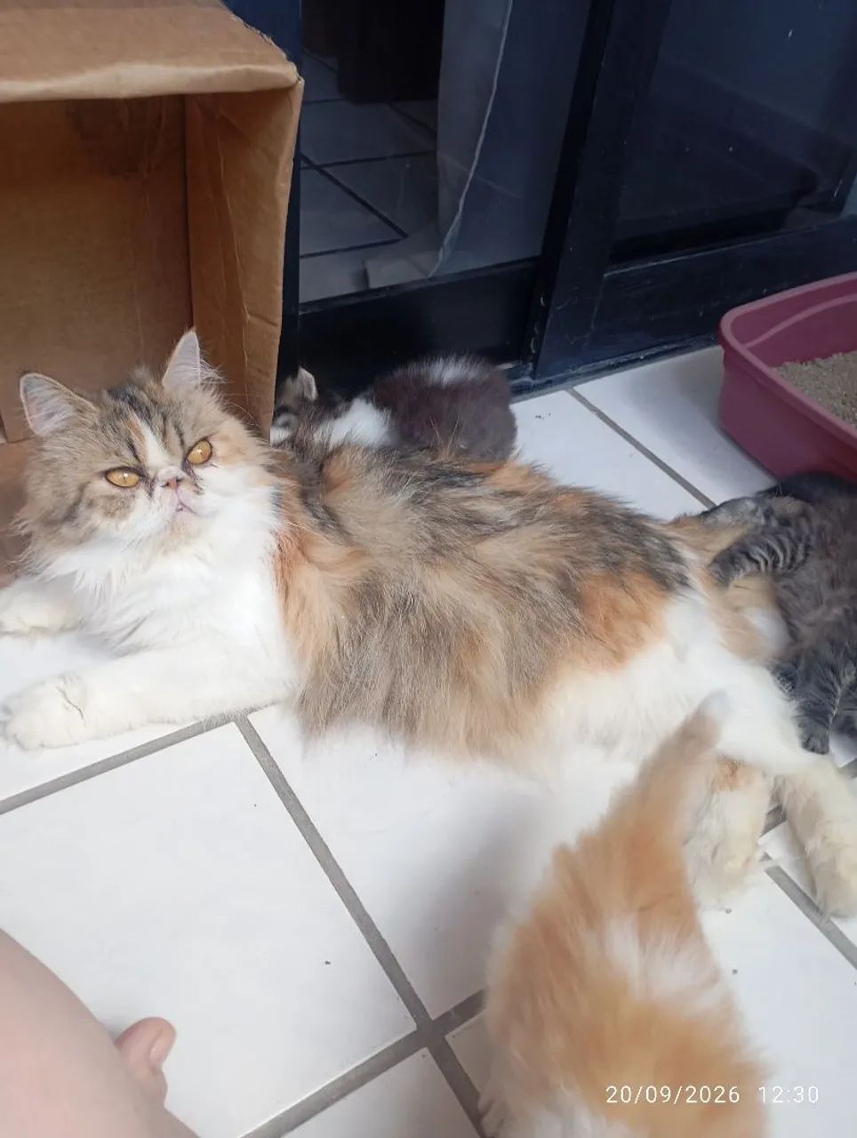 Gatinhos persas - Foto 5
