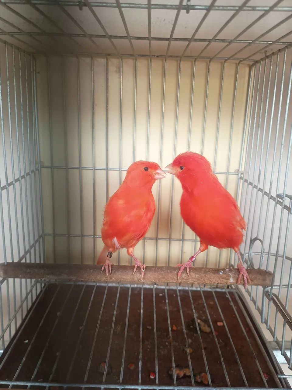 Vareas cor disponível vermelho intenso nenado mosaico  - Foto 2