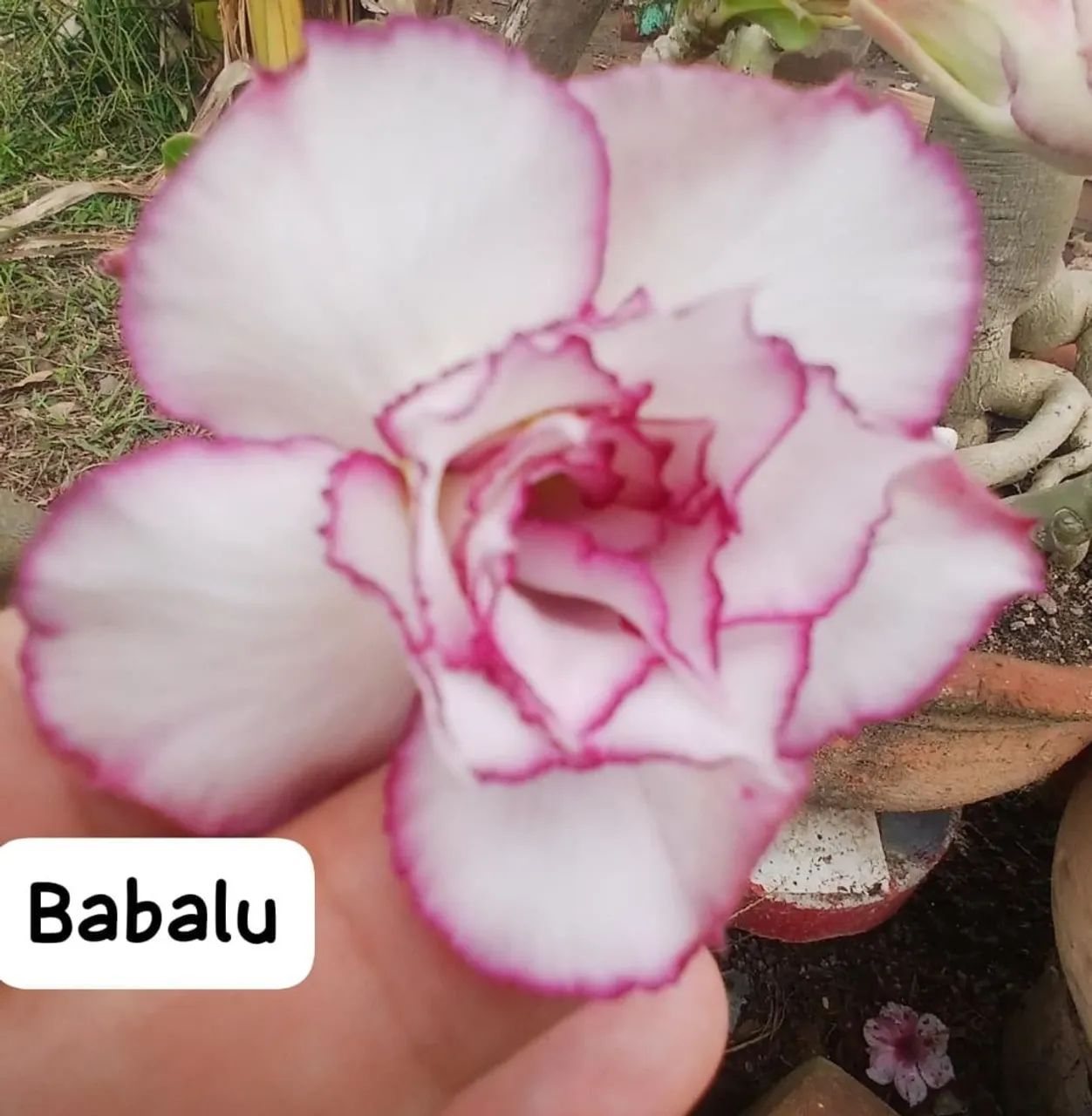 Rosas do deserto 