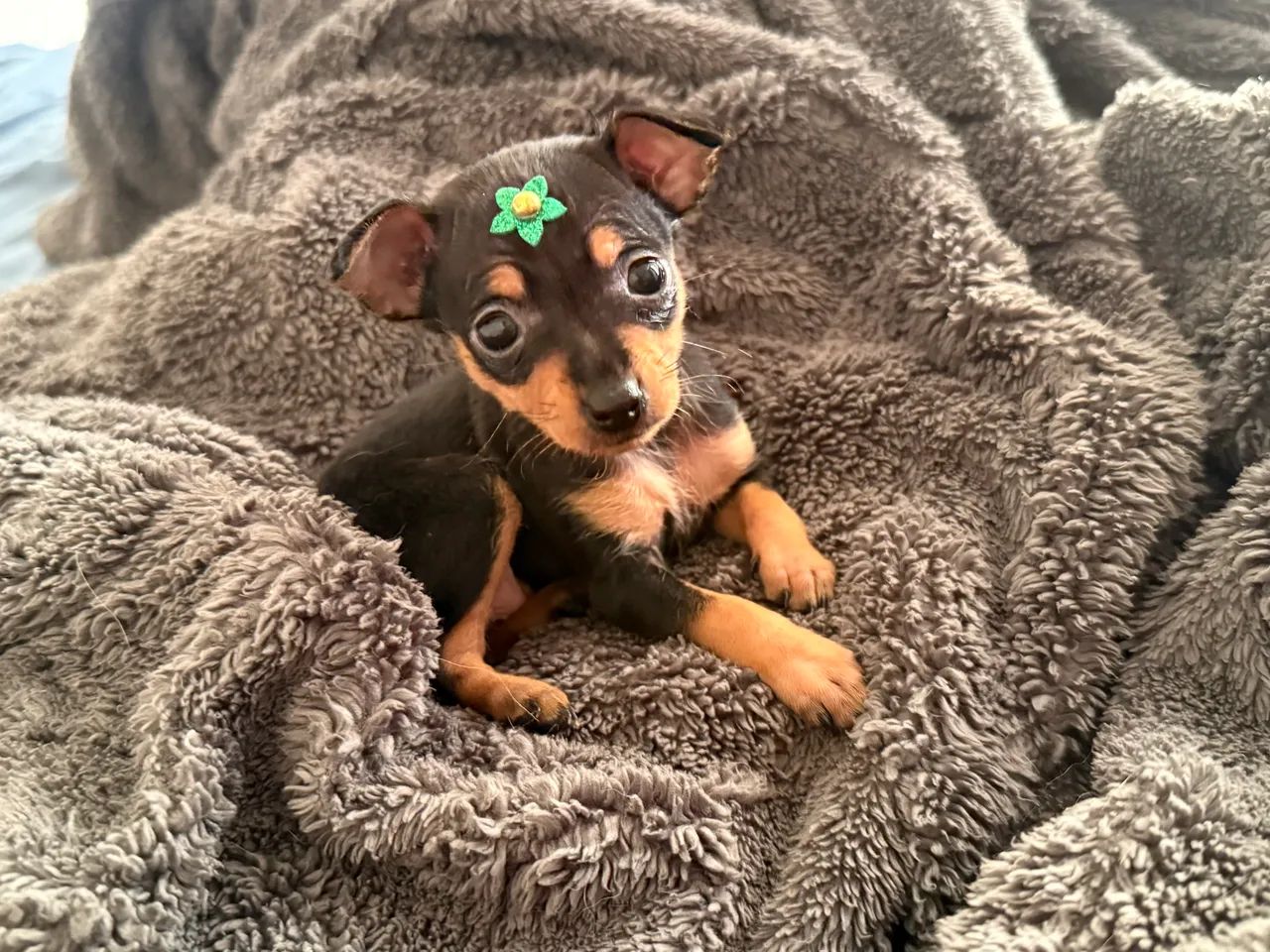Pinscher Fêmea 0 - Foto 2