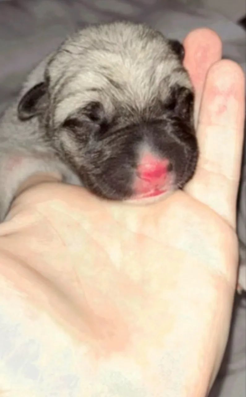 Filhote de Pug ou Box ! - Foto 3