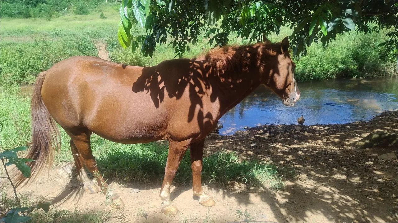 Cavalo Alazão de Passada - Foto 2