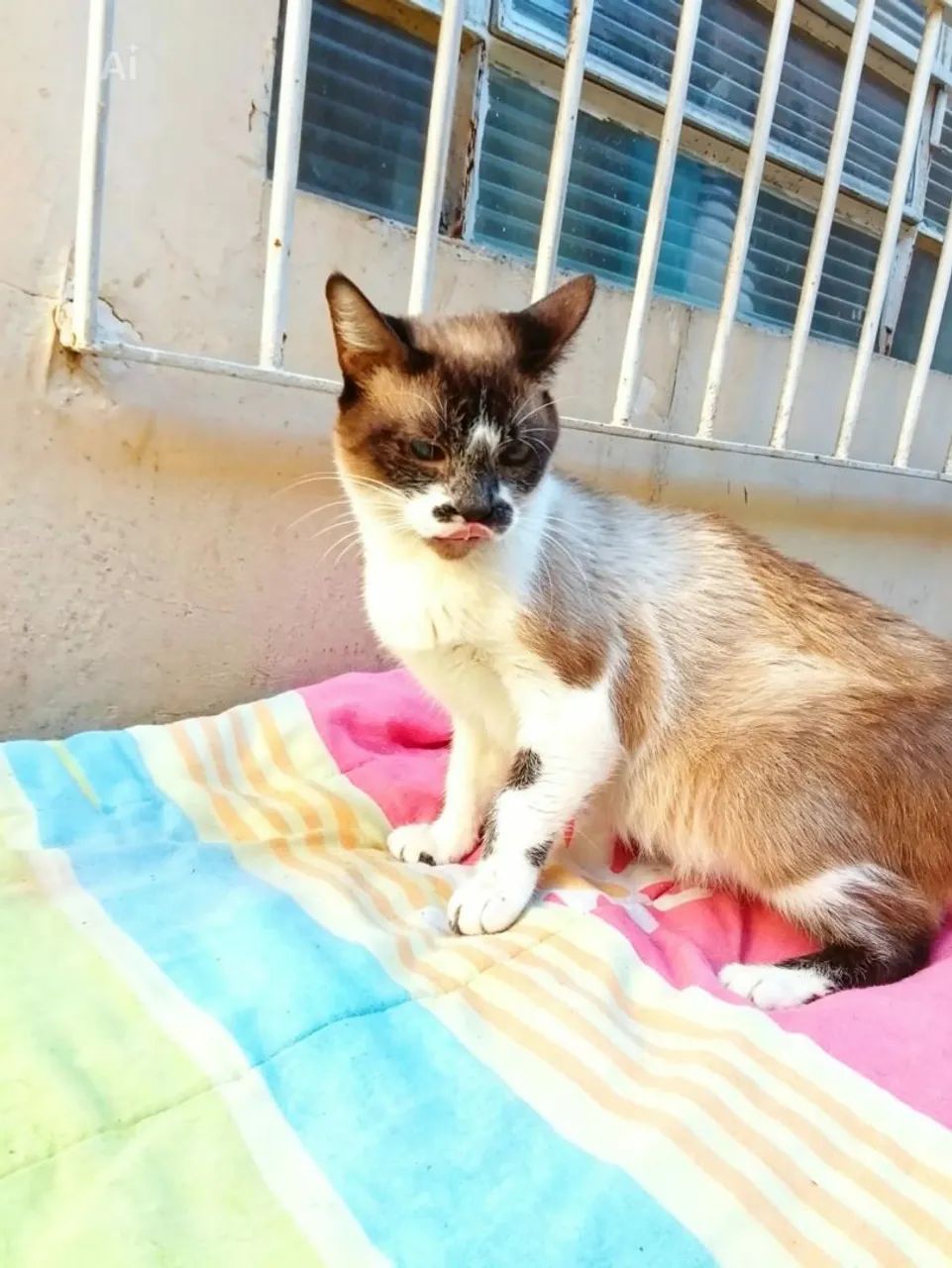 Sofia  um charme 1 ano castrada - Foto 4