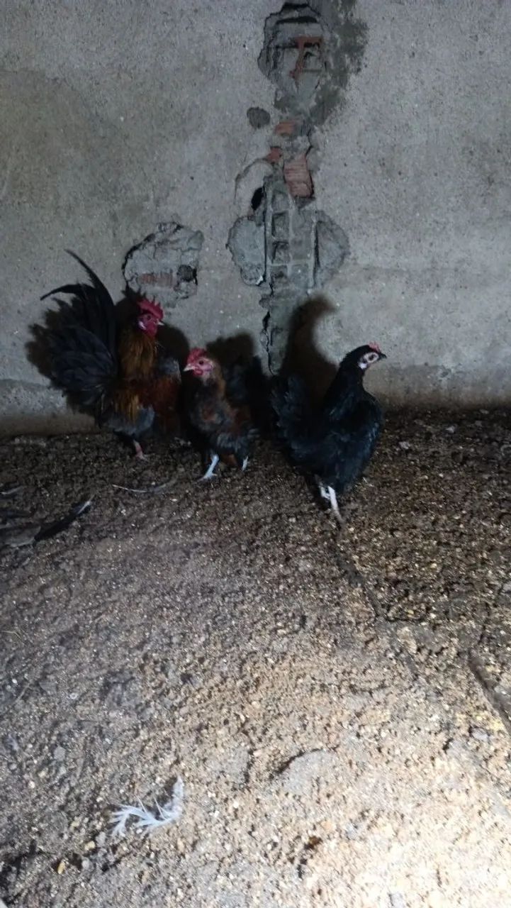 Serama e mini comchim  - Foto 5