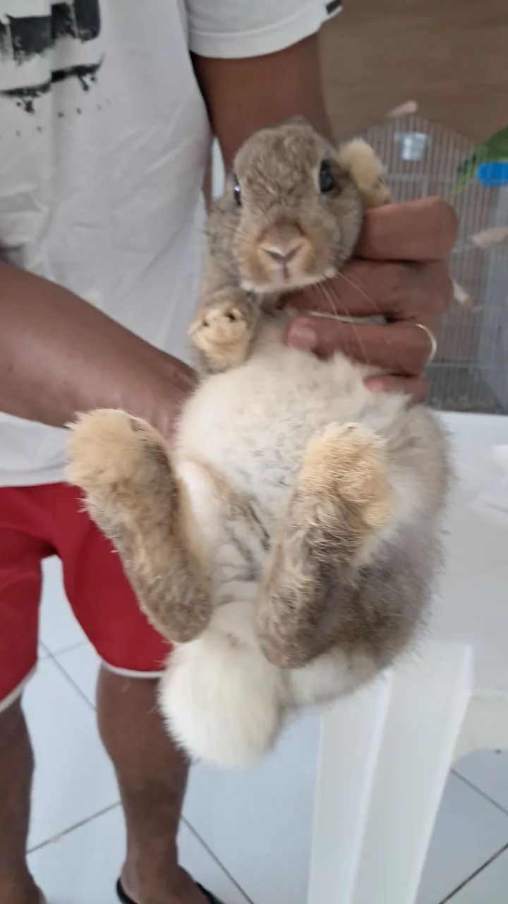 Rabbit64962660962563122