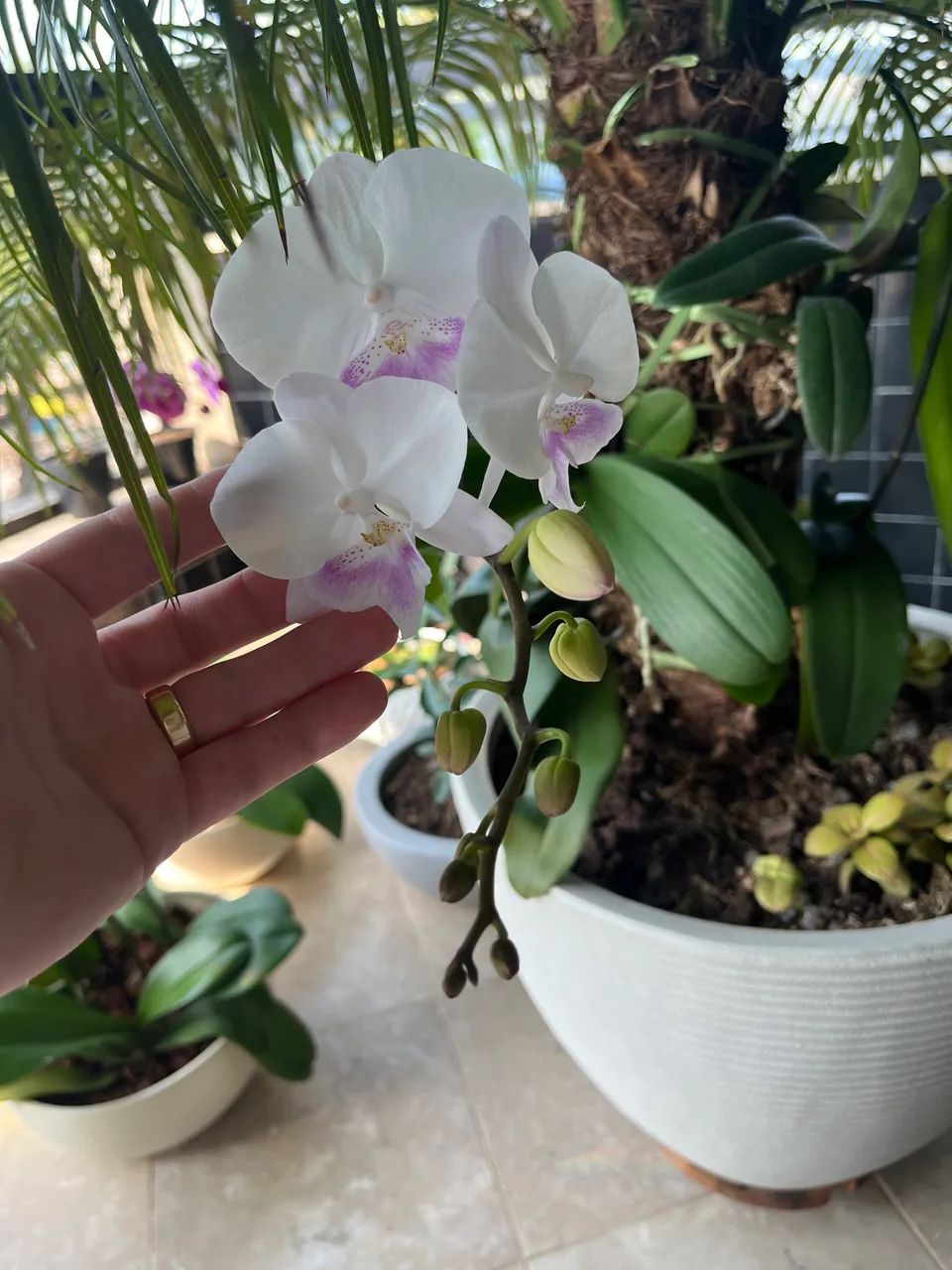 Palmeira Fênix com 12 orquídeas phalaenopsis  - Foto 3