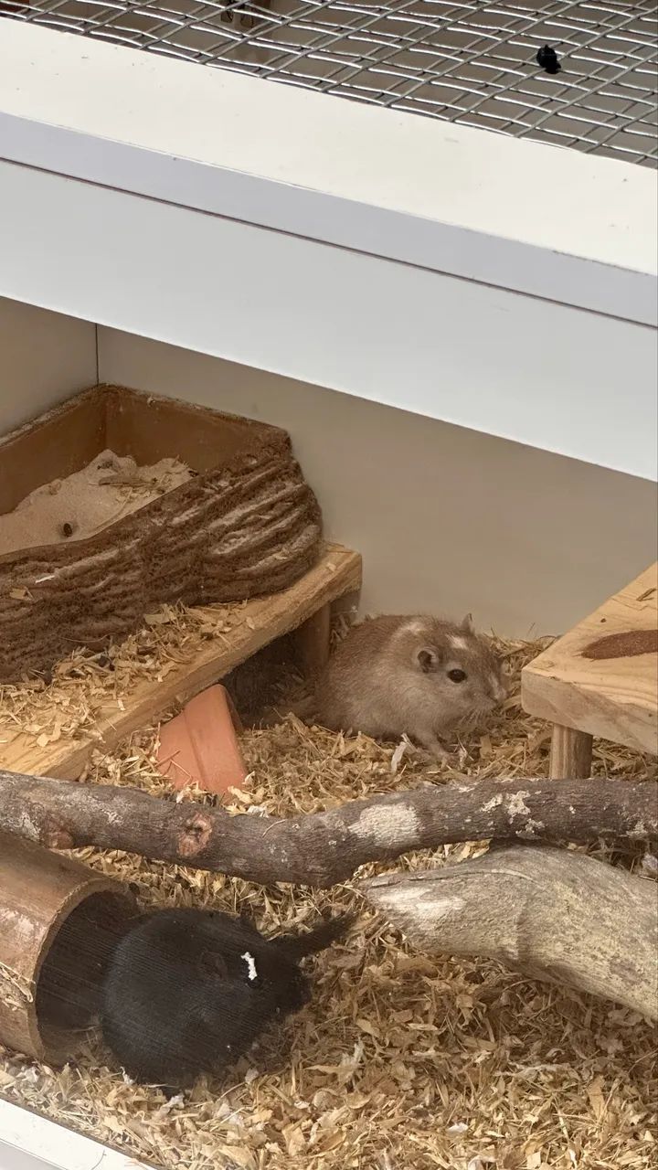 Gerbil - Esquilo da Mongólia - Foto 2