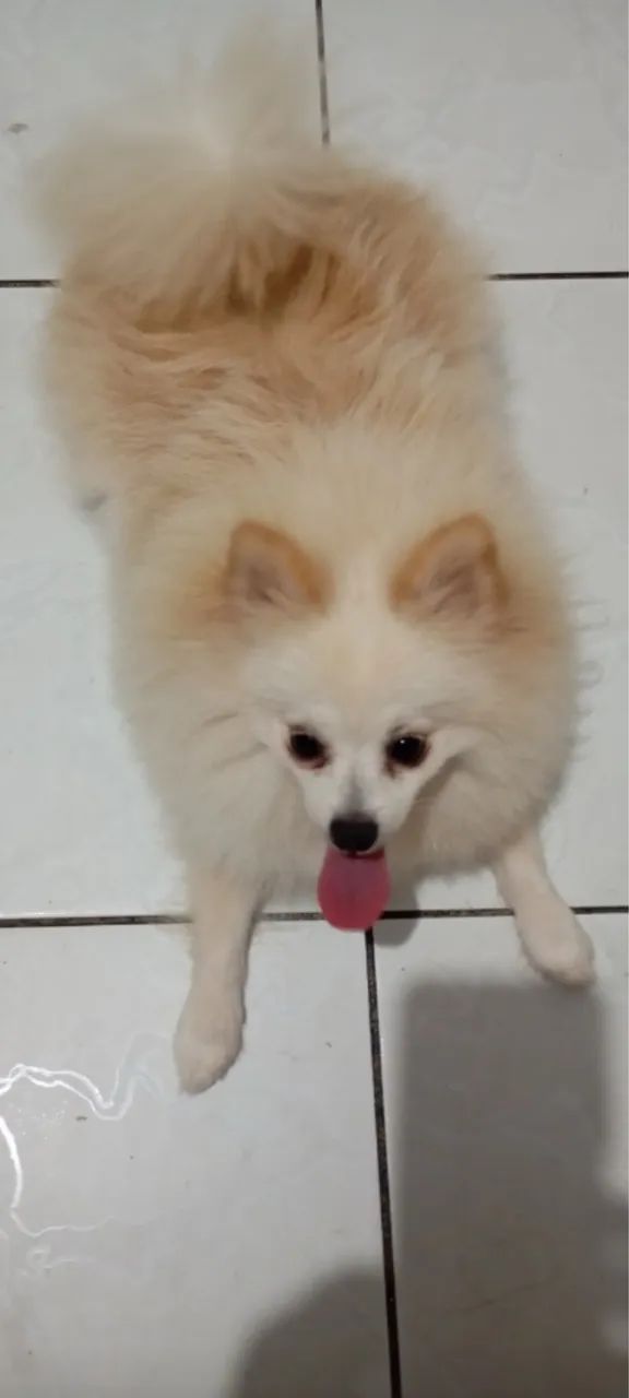 Spitz alemão - Foto 3