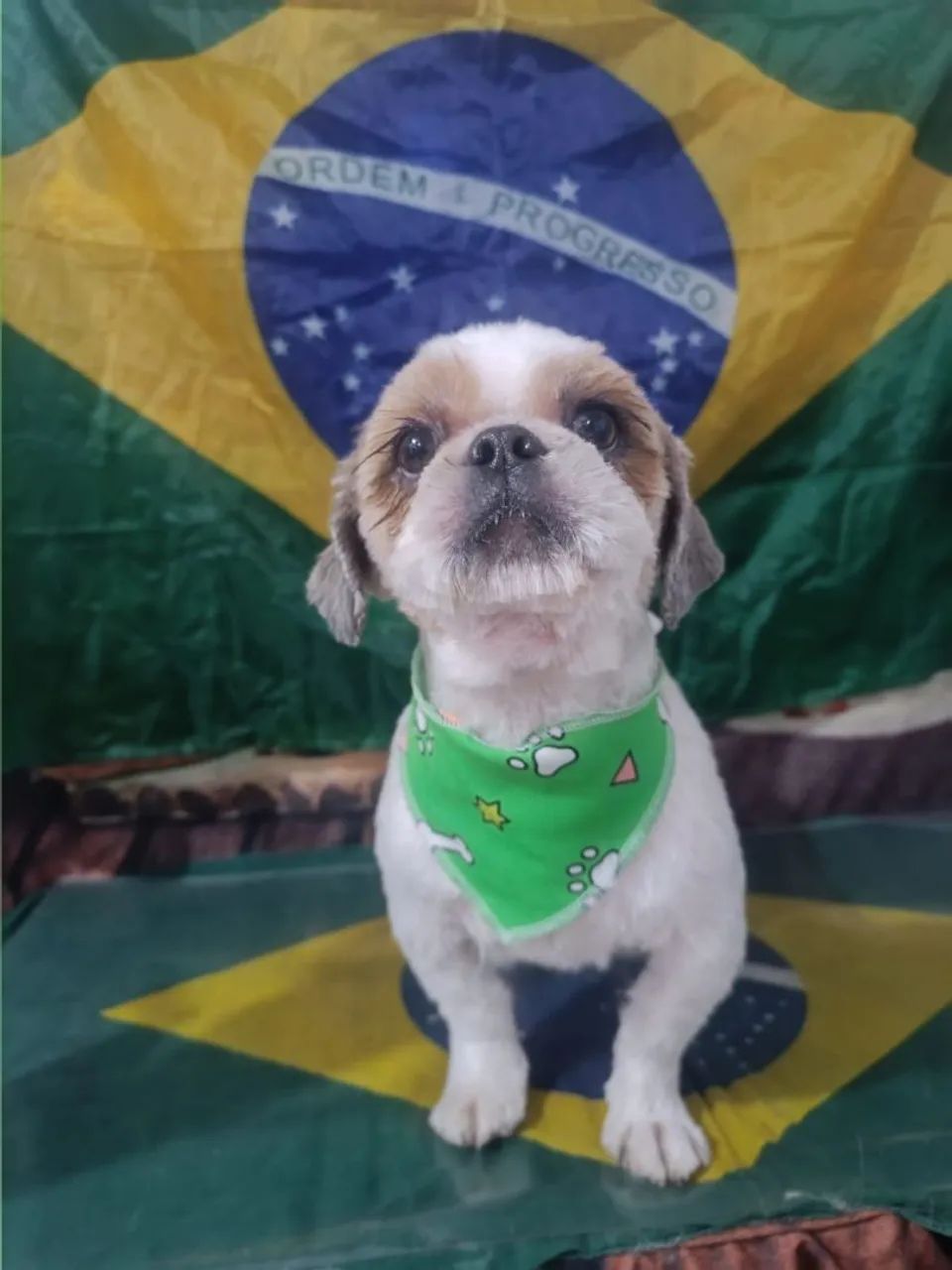 Doação de Shitzu  - Foto 3