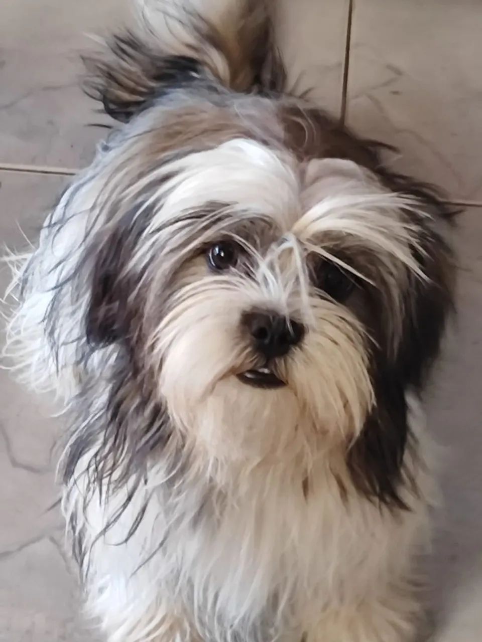 Fêmea de Lhasa Apso a venda  - Foto 5