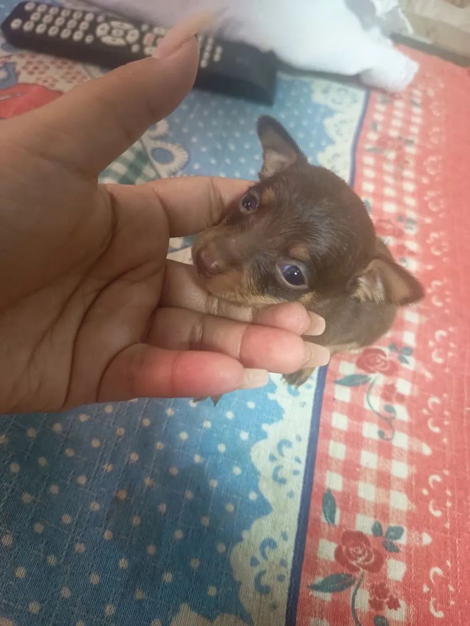 pinscher miniatura  - Foto 2