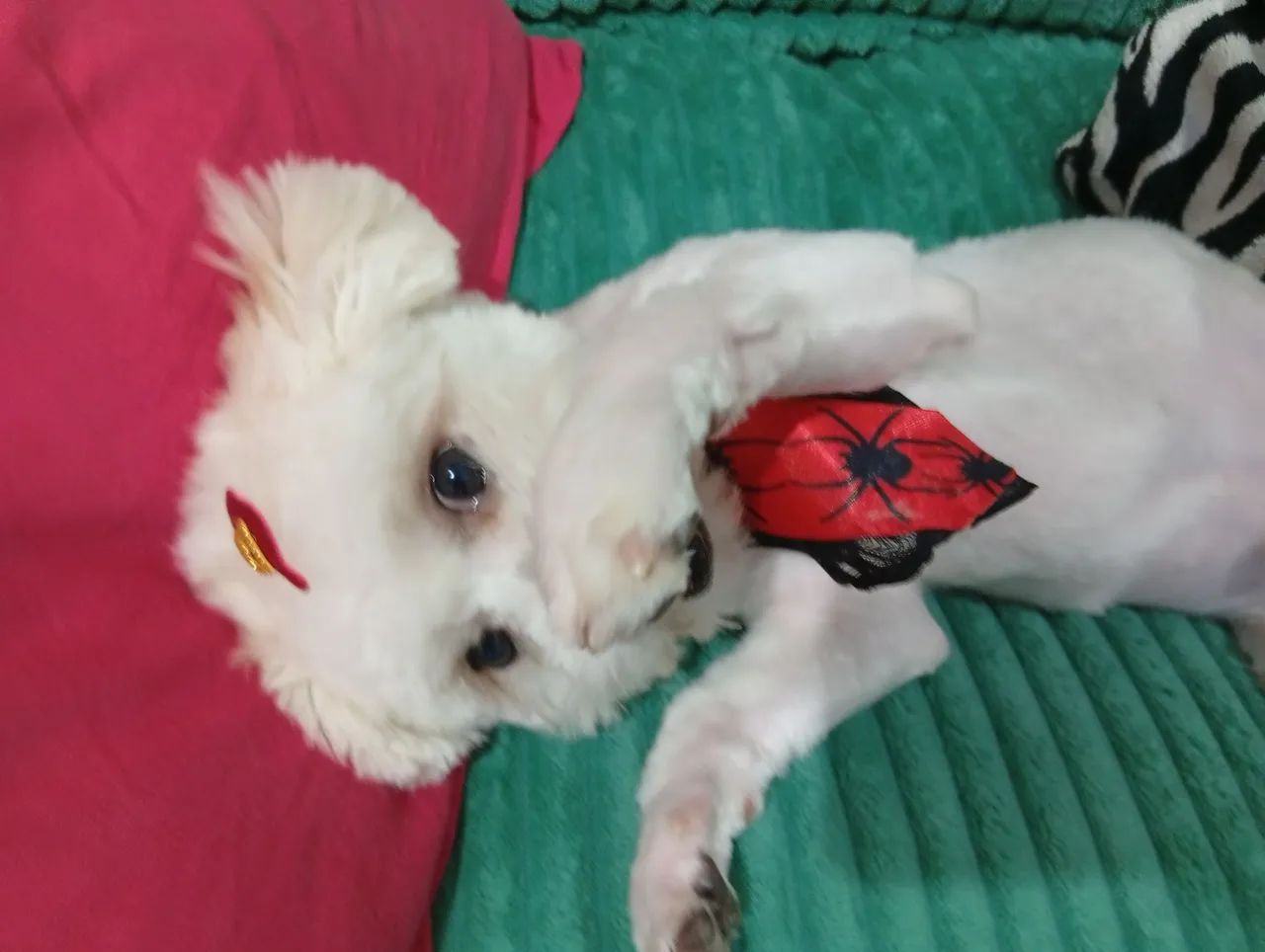 Companheiro. shitzu . valor 500.00 - Foto 5