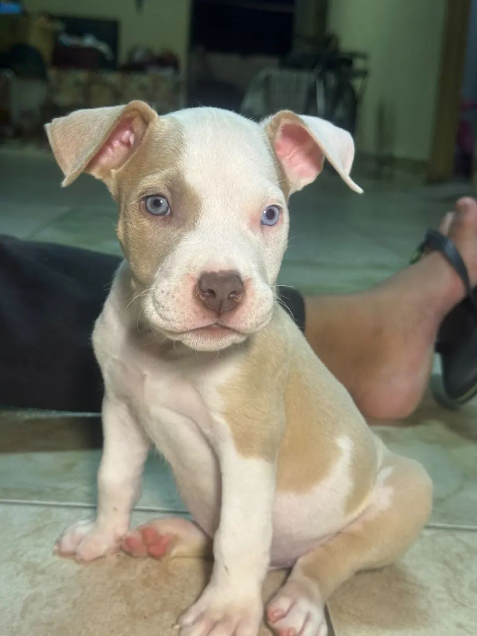 Filhote american bully  - Foto 5