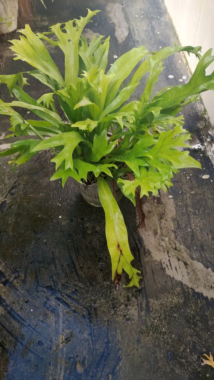 Planta sambaia ninho de passarinho  - Foto 6