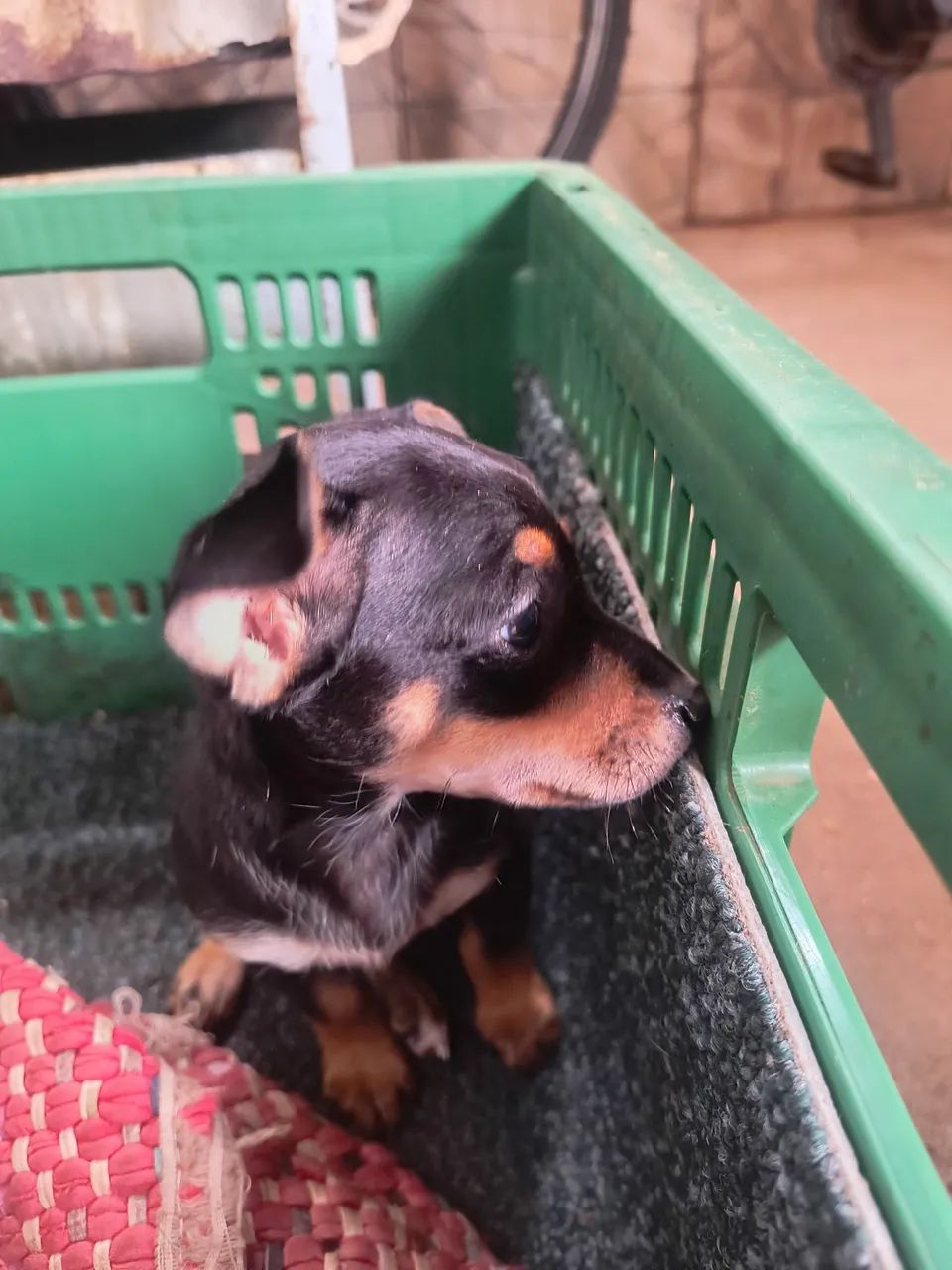 Vendo pinscher fêmea  - Foto 3