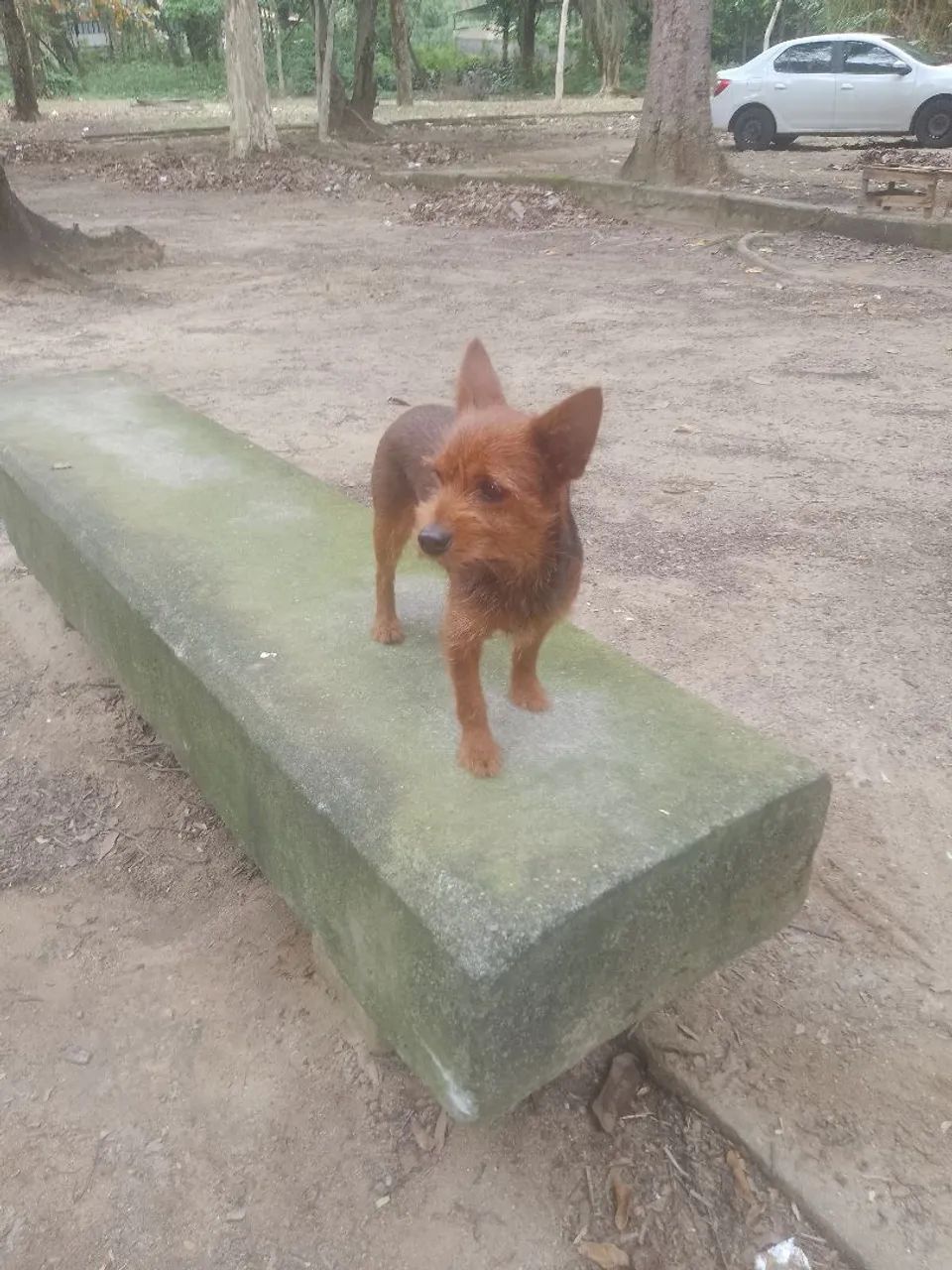 Cachorrinha, doação 