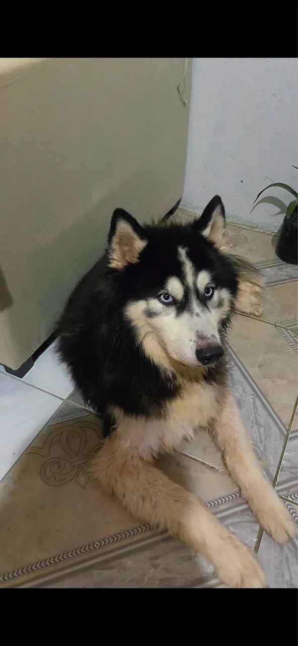 Husky Siberiano Wooly - Doação, Leia a descrição  - Foto 2