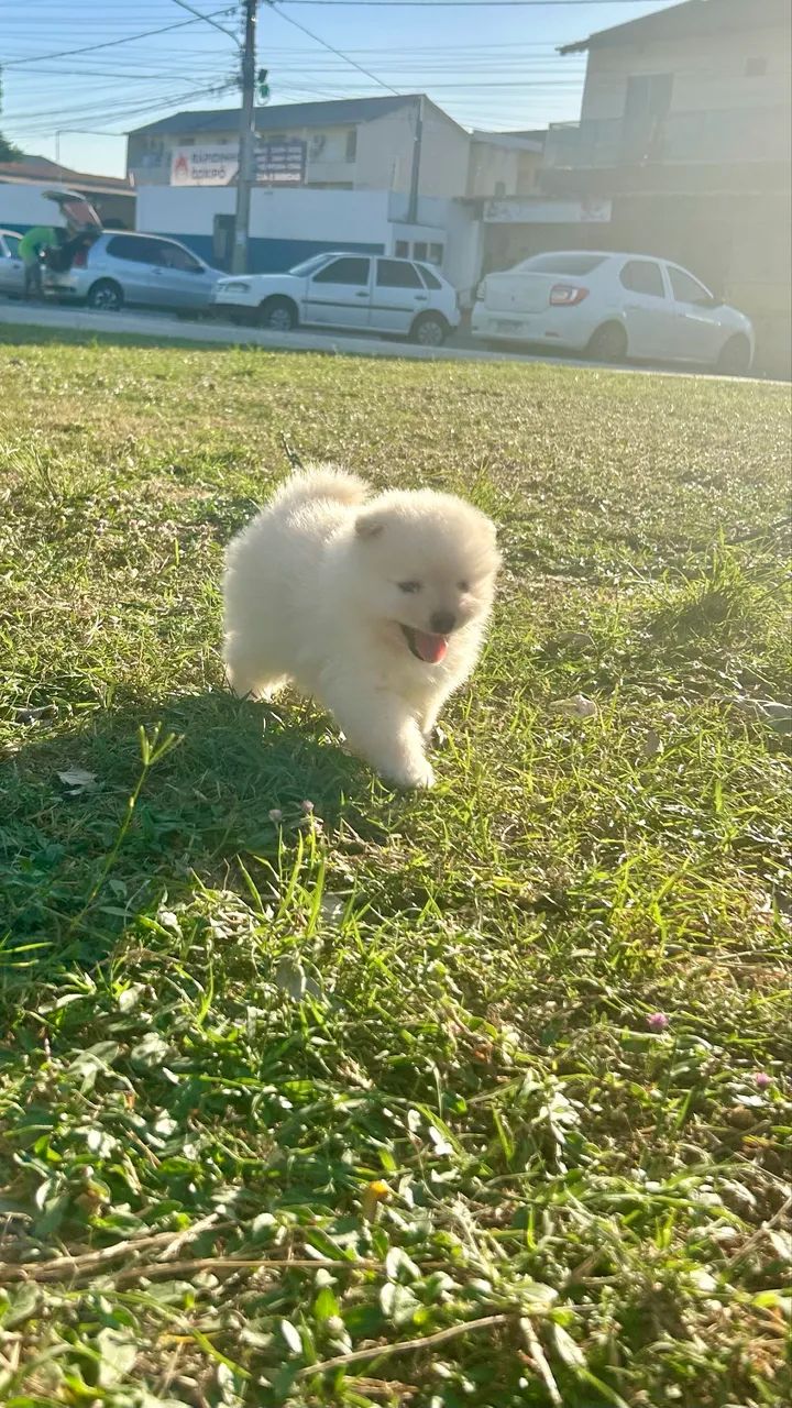 Filhote de Spitz Alemão 
