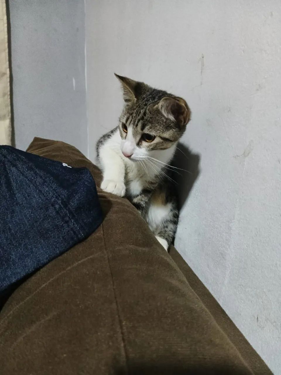 Lindo gatinho para adorção