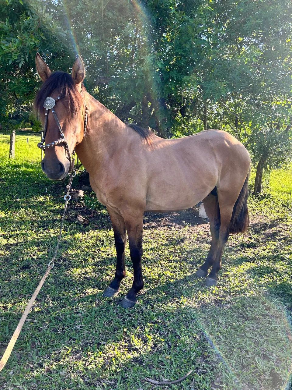 Potro crioulo - Foto 4