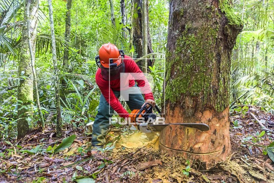 WM Serviços, Jardinagem, Corte de árvores, Roçagem lotes, hidráulica e elétrica simples et - Foto 5