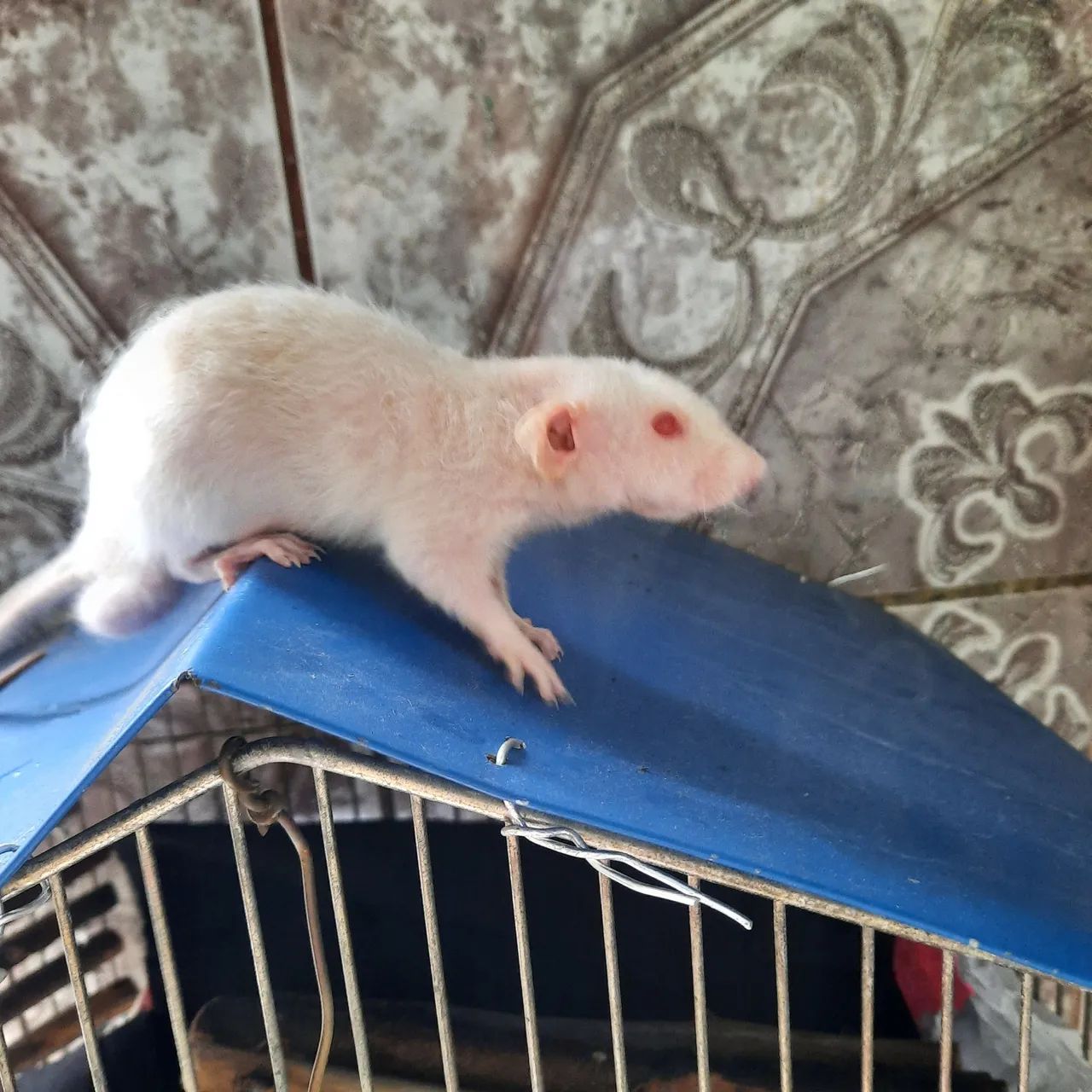 Ratinhos Twister  - Foto 2