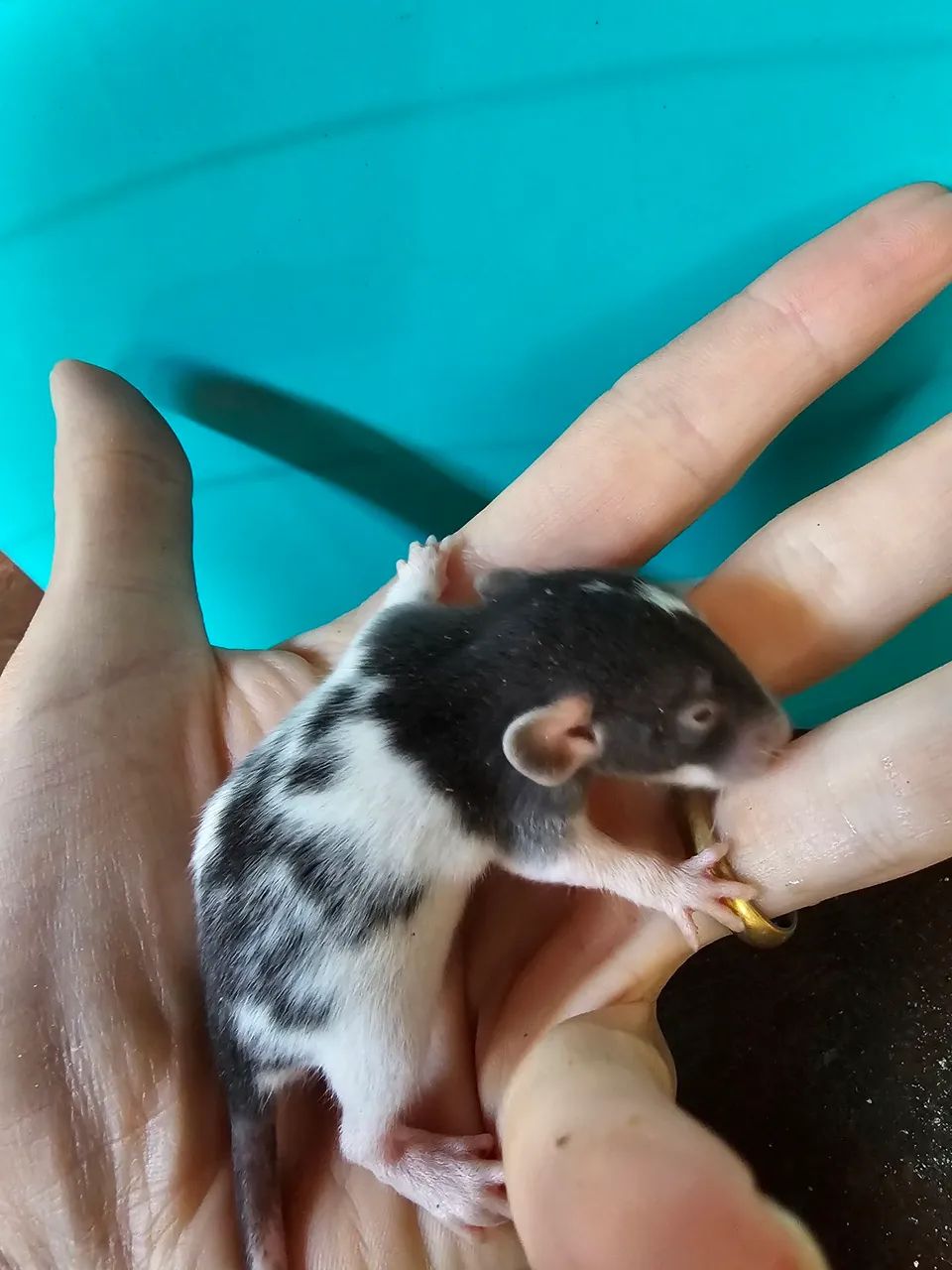 Ratos twister 